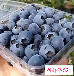 2月份的蓝莓可以吃吗