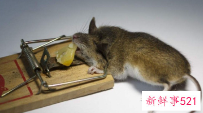 如何让老鼠自动离开家里