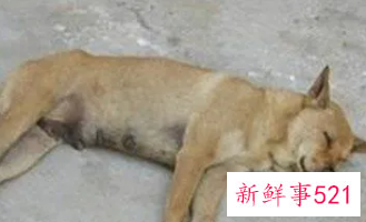 梦见家里的狗死了哭的特别伤心