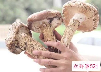 松茸吃多了有什么副作用