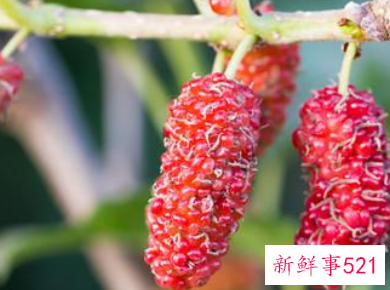 打过霜桑叶和没打过霜的桑叶的区别