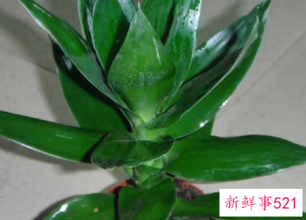 观音竹的养殖方法和注意事项