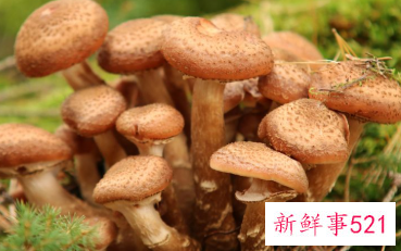 榛蘑的营养价值