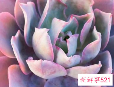 如何让多肉颜色变红