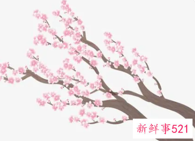 梦见桃花树枝被折断