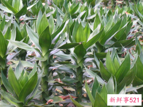 观音竹的养殖方法和注意事项