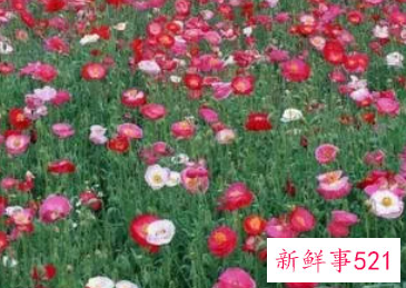 梦见yin粟是什么意思