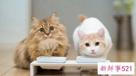 什么宠物适合上班的人养