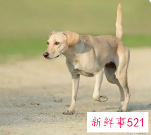 狗狗见我不摇尾巴