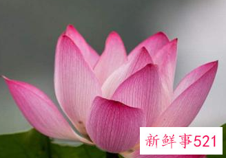 世界上最吉利好运的花的名字