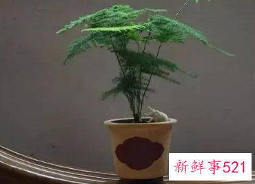 文竹适合深盆还是浅盆