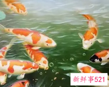 各种鱼的寓意和精神