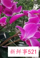 世界上最吉利好运的花的名字