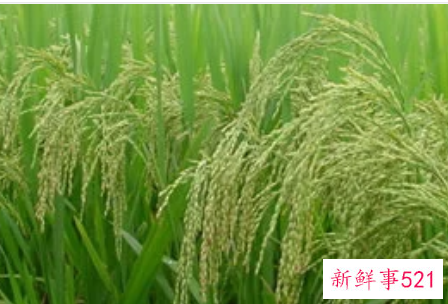 梦见稻谷里有虫是什么意思