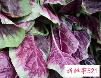 苋菜的功效与作用