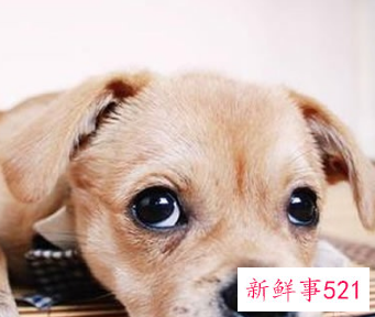 狗狗见我不摇尾巴