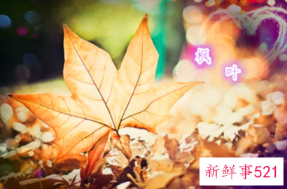 形容女人放弃男人的句子