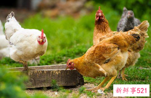 生肖鸡运势详解