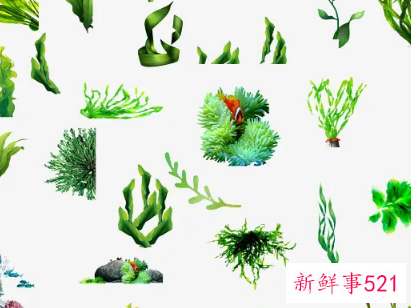 如何选择优质海藻