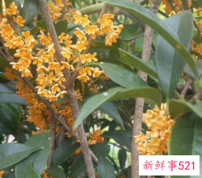 阳台摆什么花招财