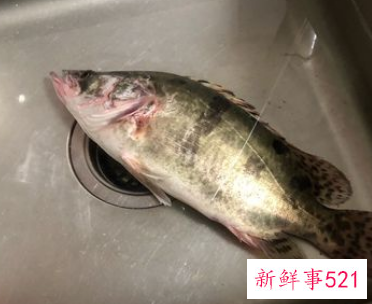 梦见一条鱼咬我我把它打死了