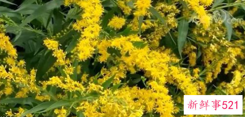 武汉为什么围剿加拿大一枝黄花