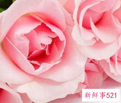 玫瑰花的花语有什么