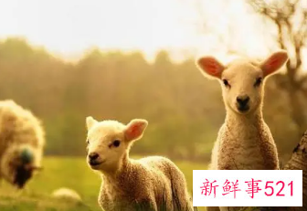 已婚属羊女人容易出轨