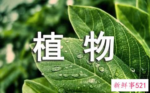 摆放植物注意事项有哪些