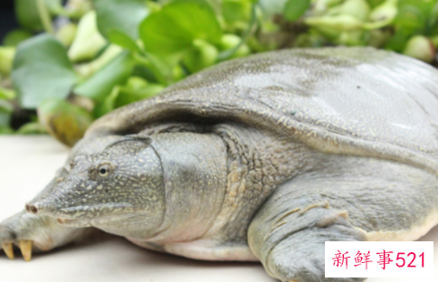 喜宴甲鱼代表什么