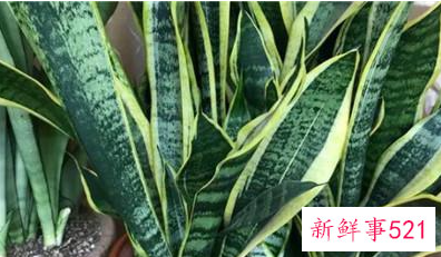 家里养什么植物最旺财