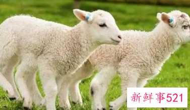 已婚属羊女人容易出轨