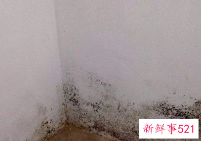 墙面大面积发霉是什么原因