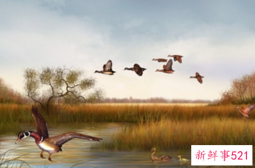 梦到大雁是什么意思