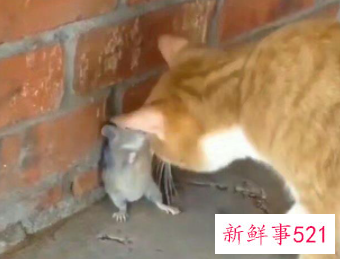 如何让老鼠自动离开家里