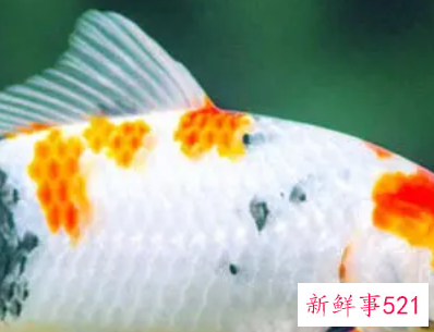 各种鱼的寓意和精神