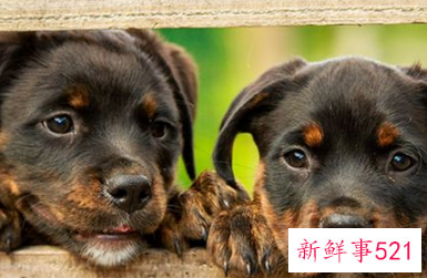 梦见狗咬狗有什么预兆