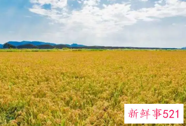 海水稻新米即将上市