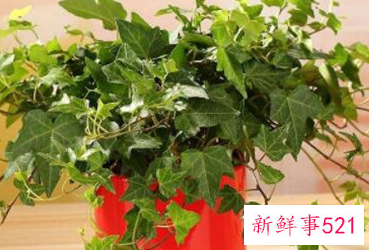 屋里总是一股怪味怎么消除