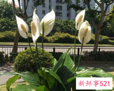 世界上最吉利好运的花的名字