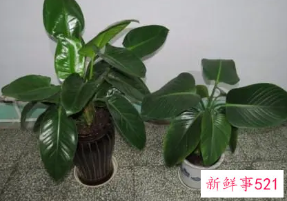 金钻的繁殖方法有哪些