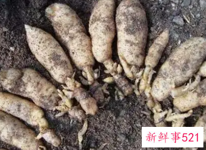 天麻相克的有哪些食材