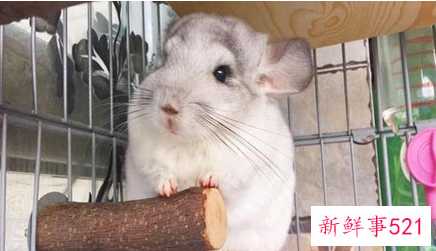 什么宠物适合上班的人养