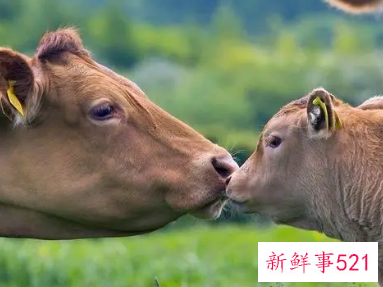 属牛的人一生命运如何