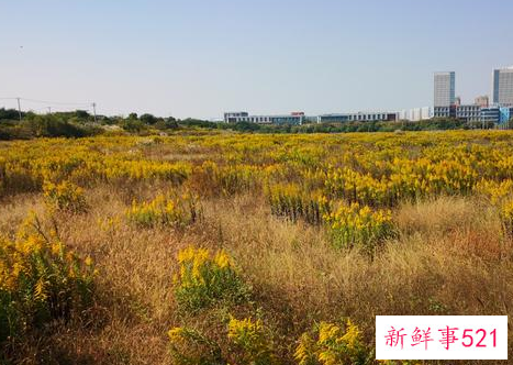 武汉为什么围剿加拿大一枝黄花