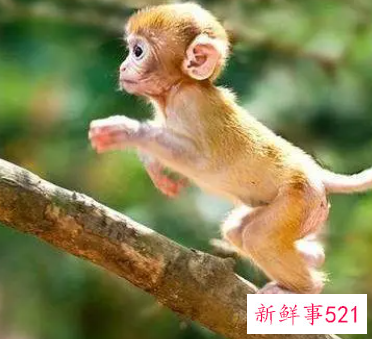 属猴男和属虎女的婚姻怎么样