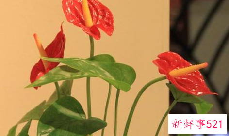 家里养什么植物最旺财