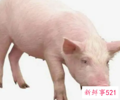 83年属猪女最忌讳的颜色