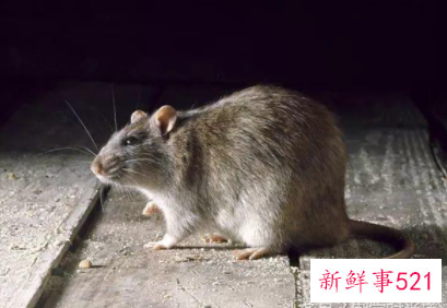 如何让老鼠自动离开家里