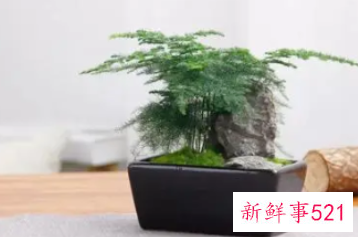 文竹适合深盆还是浅盆